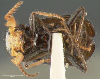 Media type: image;   Entomology 24215 Aspect: habitus ventral view